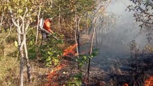 Incêndio florestal ameaça casas em Taquaruçu; Defesa Civil faz alerta após alta de ocorrências