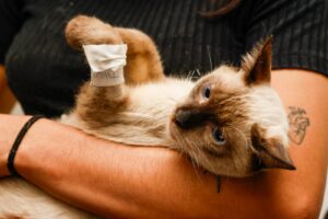 Prefeitura de Palmas abre novas vagas para mutirão gratuito de castração de cães e gatos; veja como agendar