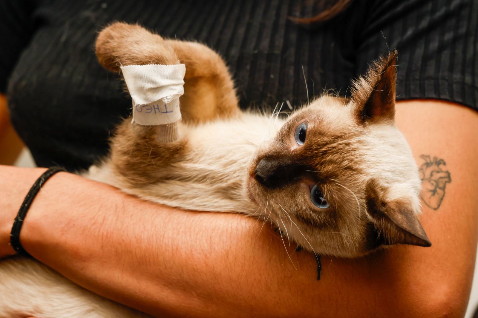 Prefeitura de Palmas abre novas vagas para mutirão gratuito de castração de cães e gatos; veja como agendar