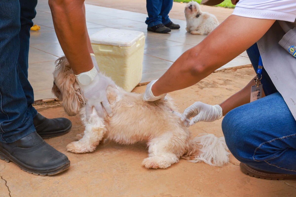 Semus confirma caso de raiva em cadela de 8 meses e intensifica vacinação de cães e gatos em Palmas