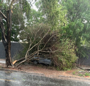 Chuva intensa e ventania derrubam árvores e causam estragos em bairros de Araguaína