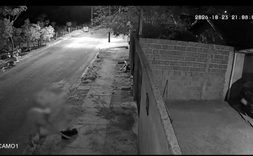 JusTocantins | O seu canal diário de Notícias Polícia Civil identifica suspeito de maltratar animal após análise de imagens de câmeras de segurança no TO