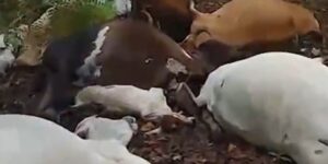 Raio atinge propriedade rural no sudeste do Tocantins e mata parte do rebanho bovino durante temporal